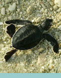 North Island Turtle