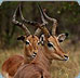 Luxury Adventure Safari