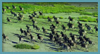 Great Migration Safari - Tanzania & Seychelles