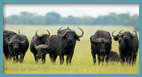 Great Migration Safari - Tanzania & Seychelles