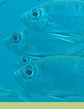 Banyan Tree Seychelles diving