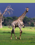 Safari in Botswana