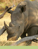 Safari in Botswana