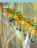 Safari in Botswana