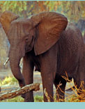 Safari in Botswana