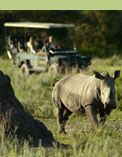 Mombo camp, Safari