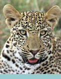 Game viewing on Safari at Royal Malawane