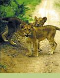 Royal Malewane safari, game viewing