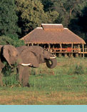 Mombo camp Botswana