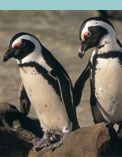 Boulders Beach, Cape Town