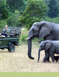 Singita Game Reserve safari