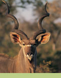 Singita Safari